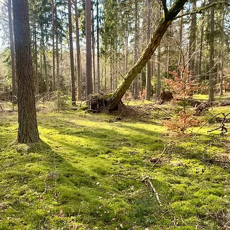 Artistic Near Tisvilde Hegn